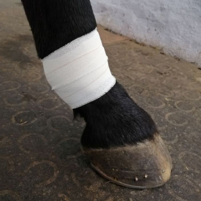 Dr.Horse Knee tape