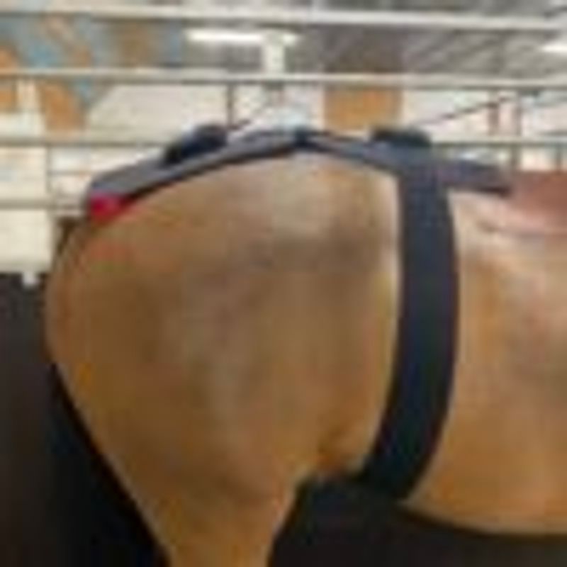 Riislund Light Therapy RED Pro 